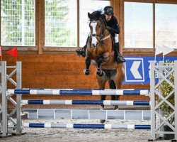 jumper Lalene (KWPN (Royal Dutch Sporthorse), 2016, from Durango VDL)