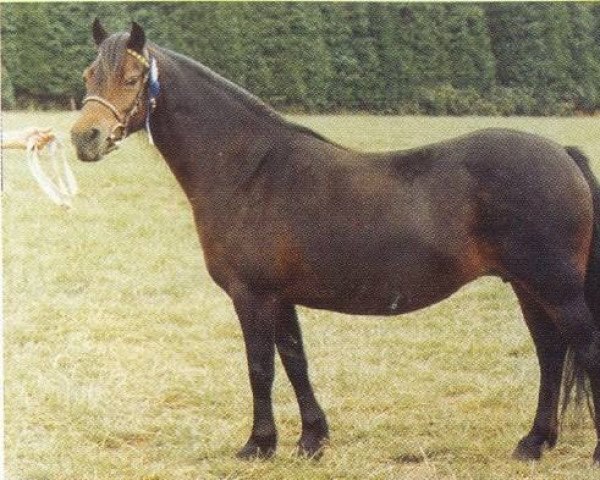Zuchtstute Hisley Serenade (Dartmoor-Pony, 1978, von Allendale Flauros)