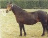 broodmare Hisley Serenade (Dartmoor Pony, 1978, from Allendale Flauros)