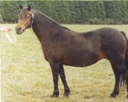 Zuchtstute Hisley Serenade (Dartmoor-Pony, 1978, von Allendale Flauros)