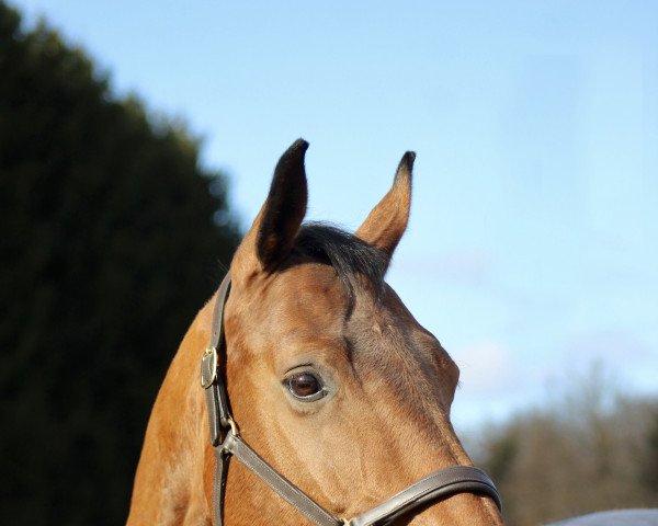 dressage horse Lantana 106 (Hanoverian, 2009, from Londontime)