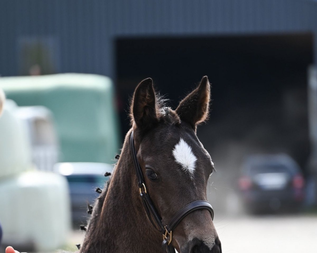 dressage horse Diamond d‘Amour N (Hanoverian, 2022, from Doncier)