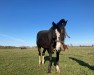 broodmare Bella 1115 (German Riding Pony, 2011, from Wengelo's Nelson)