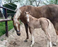 Dressurpferd Greenwood Datingglück (Deutsches Reitpony, 2022, von Dating At NRW)