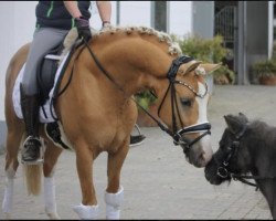 dressage horse Magic Point M (German Riding Pony, 2018, from Magic Colour WE)