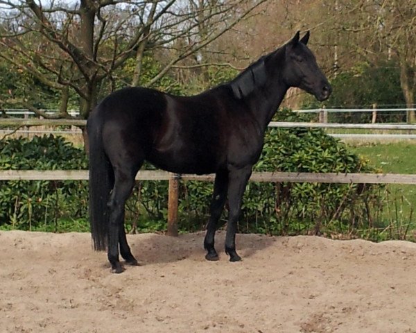 Dressurpferd Evita Peron von Ihlow (Trakehner, 2003, von Sixtus)