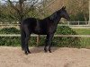 dressage horse Evita Peron von Ihlow (Trakehner, 2003, from Sixtus)