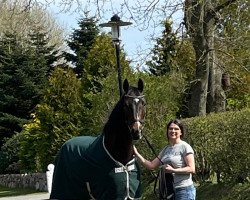 jumper Gentleman E (Hanoverian, 2012, from Graf Top)