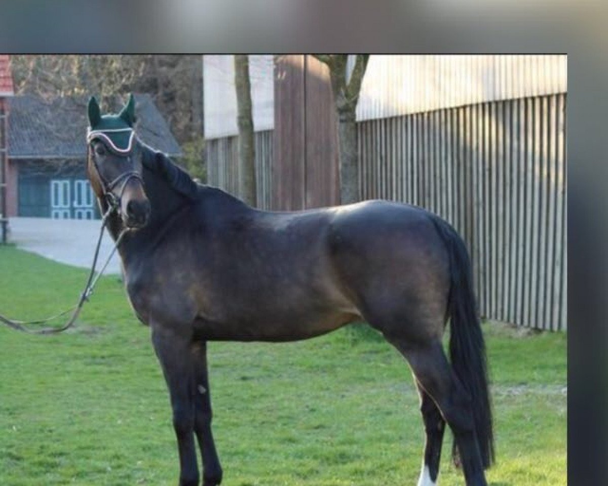 jumper Unitron (Swedish Warmblood, 2001, from Indoctro)