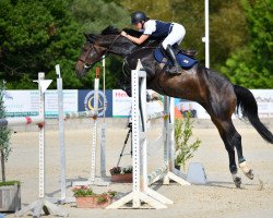 jumper Kasimir (Luxemburgisches Reitpferd, 2013, from Kannan)