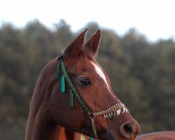 broodmare Njassa Zajd (Arabian thoroughbred, 1998, from Baskgwizdem ox)