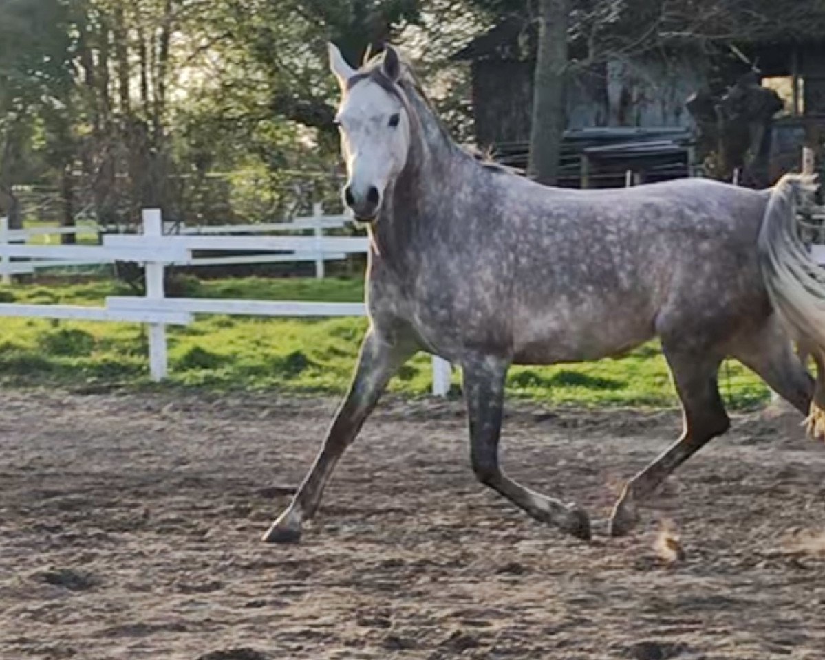 horse Naylani bint Ghabri Shamal (Arabian purebred, 2011, from Ghabri Shamal 2004 ox)