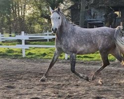 Pferd Naylani bint Ghabri Shamal (Vollblutaraber, 2011, von Ghabri Shamal 2004 ox)