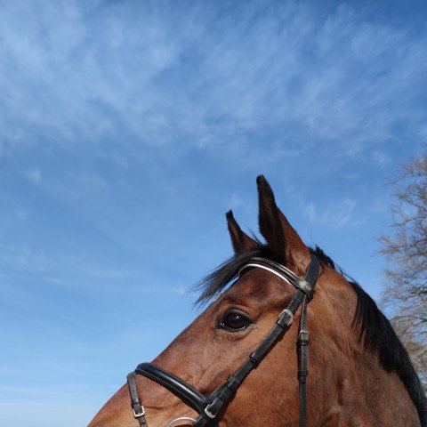 dressage horse Salue I (Hanoverian, 2009, from Scolari)