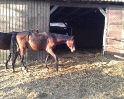 Springpferd Rising Star THD (Schweizer Warmblut, 2011, von Raccato KWG)