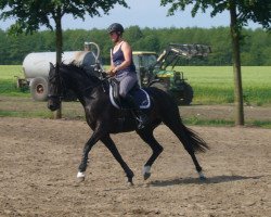 broodmare Weissgloria THD (Oldenburg, 2009, from Sirlano)