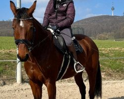 dressage horse Sydney 279 (Oldenburg, 2012, from Sun and Fun)