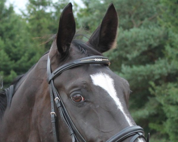 broodmare Donna Jackson (Zweibrücken, 2001, from Dr. Jackson D)