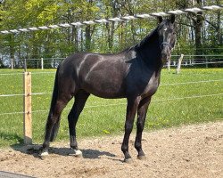 dressage horse Barnier (Oldenburg, 2018, from Bernay)