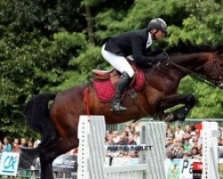 stallion Milor Landais (Selle Français, 2000, from Timorrak des Isles)