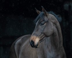 dressage horse Fame 230 (Hanoverian, 2015, from Tannenhof's Fahrenheit)