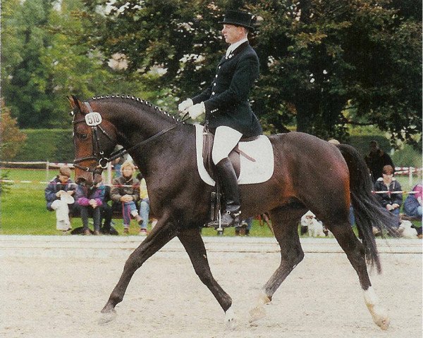 stallion Royal GZ (Swiss Warmblood, 1993, from Raimondo)