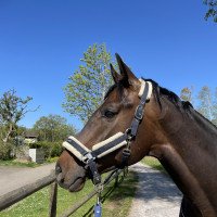 jumper Nerrado 3 (German Warmblood, 2014, from Negro)