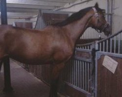 broodmare Aime (Holsteiner, 2006, from Aljano)