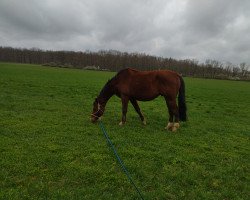 jumper Lifestyle 74 (German Warmblood, 2011, from Landrover)