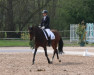 dressage horse Clarise (Holsteiner, 2010, from Clinton I)