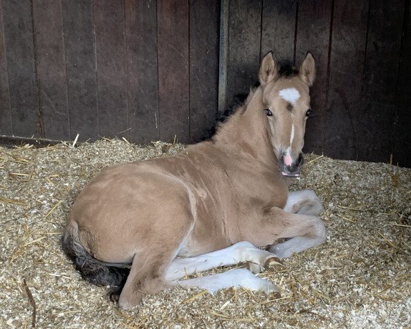 dressage horse Next Sweetheart P (German Riding Pony, 2022, from FS Next Diamond)