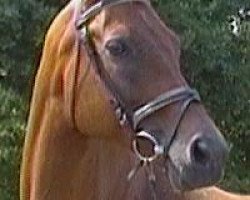 broodmare Insa IV (Trakehner, 1998, from Tanzmeister I)