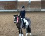 dressage horse Bounty 278 (Welsh-Pony (Section B), 2008, from Störtebekers Big Cracker)