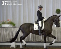 dressage horse Viva Larina (Hanoverian, 2017, from Vivaldi)