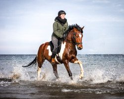 Pferd Starpower Messi (Pinto/Pony, 2017, von Magic Merlin)