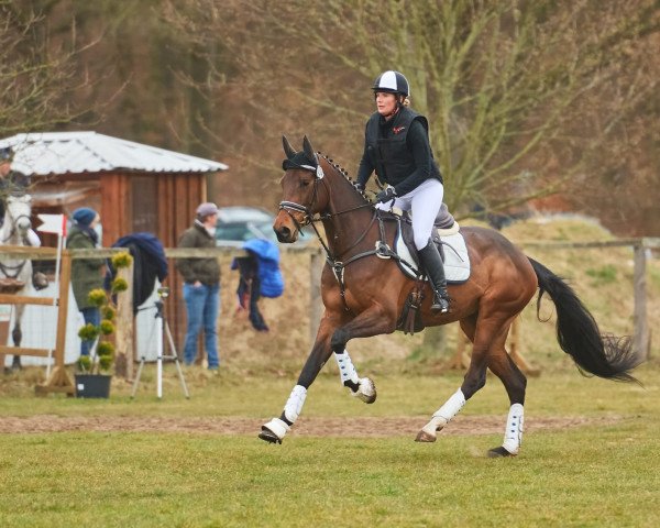 broodmare Can't Believe 6 (Oldenburg show jumper, 2017, from Casino Grande)