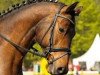 dressage horse Ikarus D (Trakehner, 2003, from Key West)