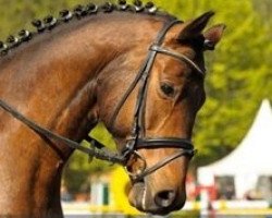 dressage horse Ikarus D (Trakehner, 2003, from Key West)