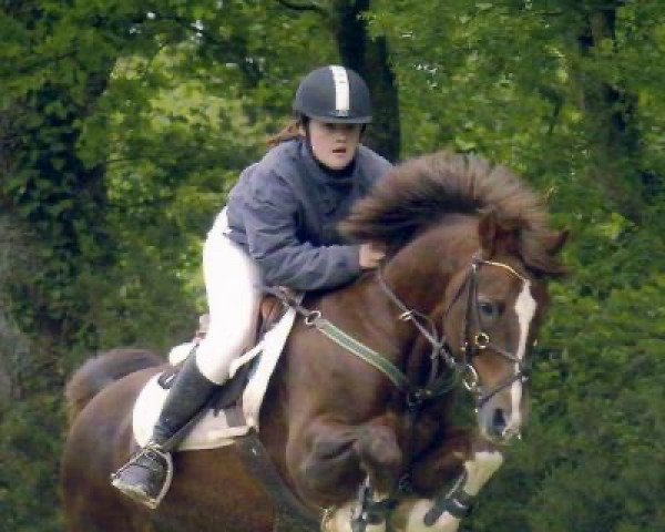 Deckhengst Fareneit Herquetot (Französisches Pony, 1993, von Vazy du Viertot)