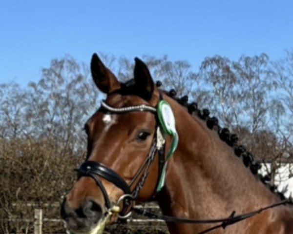 dressage horse Be My Sunshine 12 (Hanoverian, 2015, from Callaho's Benicio)