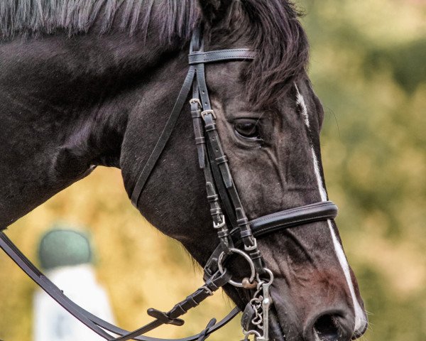 dressage horse Demetrio Star (Holsteiner, 2014, from Dolany)