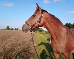 broodmare El lute G (Hanoverian, 2005, from El Bundy)