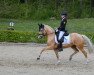 dressage horse Diamond's Darling 3 (German Riding Pony, 2016, from Diamond Touch NRW)