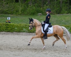 dressage horse Diamond's Darling 3 (German Riding Pony, 2016, from Diamond Touch NRW)