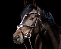 jumper Dexter 274 (Oldenburg show jumper, 2015, from Dieu-Merci van T&L)