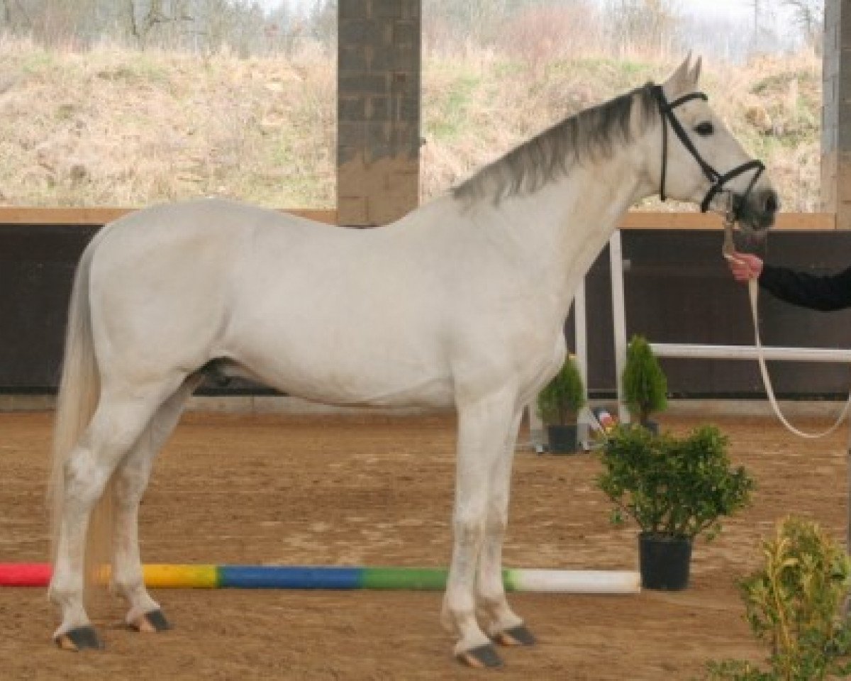 Deckhengst Curier Carilex (Holsteiner, 1993, von Carthago)