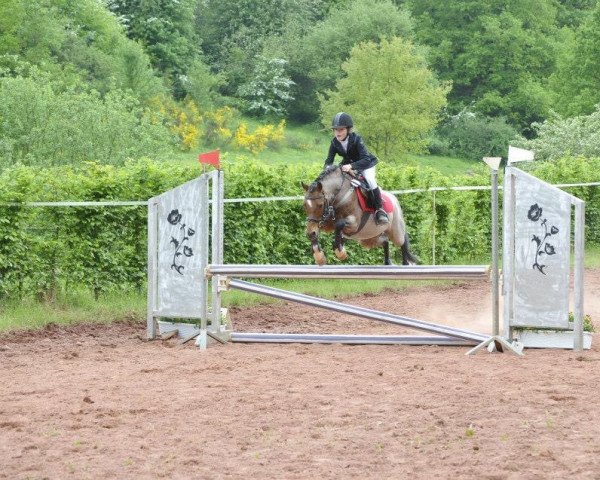 jumper Lucky Kayim (Holländisches riding ponies, 1998)