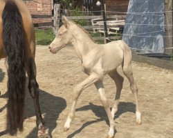 dressage horse Carlchen (German Riding Pony, 2022, from Can Dance 3)