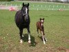 Zuchtstute Miss Molly 28 (Deutsches Reitpony, 2013, von FS Mr. Right)