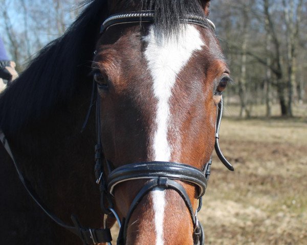 Zuchtstute Zhakira Happyness (KWPN (Niederländisches Warmblut), 2004, von Sharif)